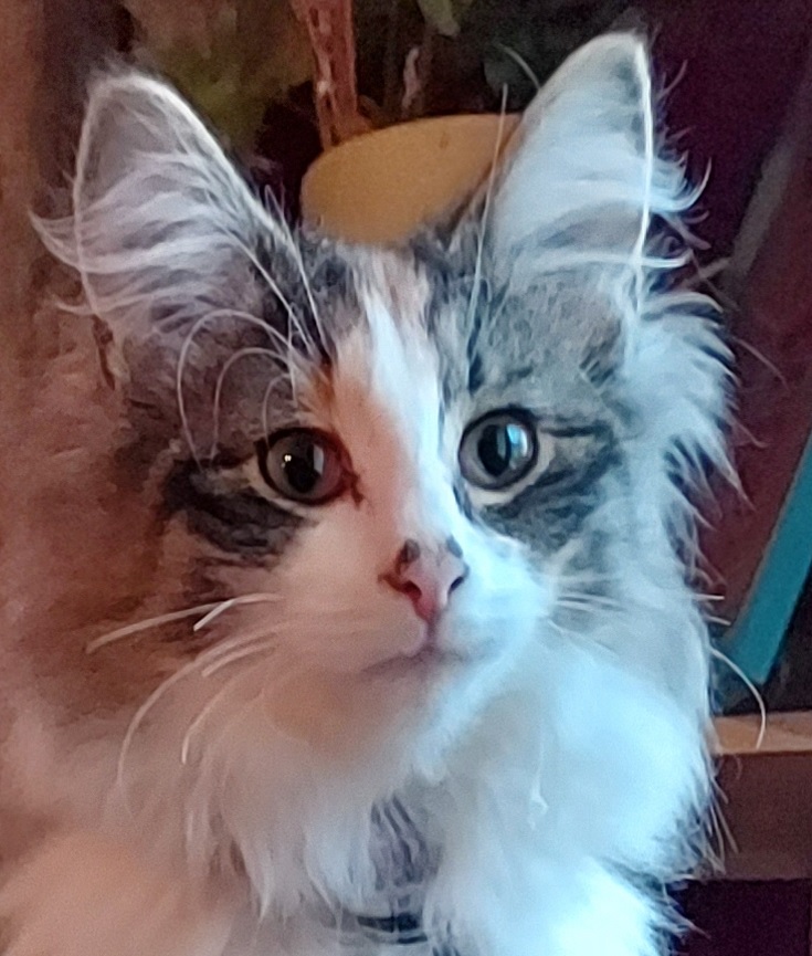 Chatte Norvégienne écaille et blanc