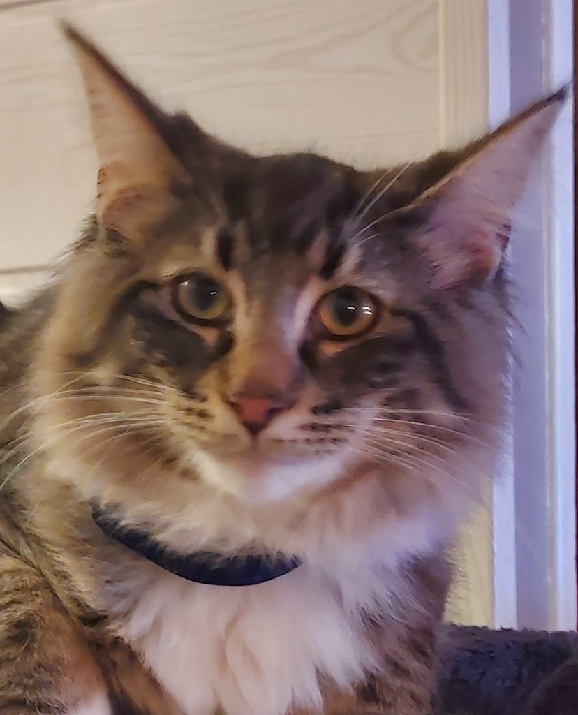 Chat Norvégien brown mackerel tabby et blanc