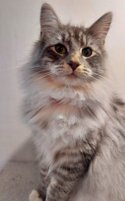 20211128_145416 Chatte Norvégienne Blue silver mackerel tabby et blanc