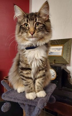 20220118_221708 Chat Norvégien brown mackerel tabby et blanc